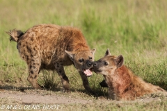 hyène tachetée / spotted hyena