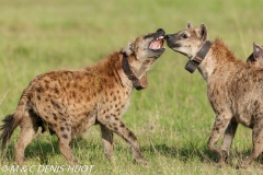 hyène tachetée / spotted hyena