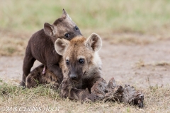 hyène tachetée / spotted hyena