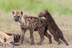 hyène tachetée / spotted hyena