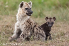 hyène tachetée / spotted hyena