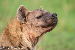 hyène tachetée / spotted hyena