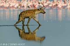 hyène tachetée / spotted hyena