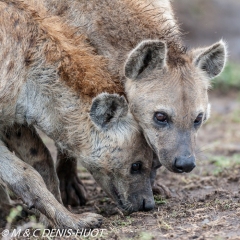 hyène tachetée / spotted hyena