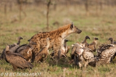 hyène tachetée / spotted hyena