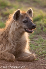 hyène tachetée / spotted hyena