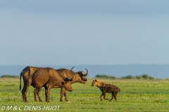 hyène tachetée / spotted hyena