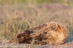 hyène tachetée / spotted hyena