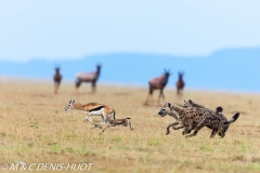 hyène tachetée / spotted hyena