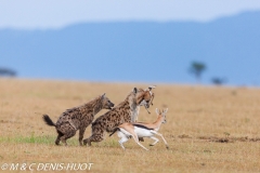 hyène tachetée / spotted hyena