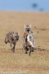 hyène tachetée / spotted hyena