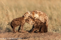 hyène tachetée / spotted hyena