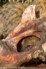 hyène tachetée / spotted hyena