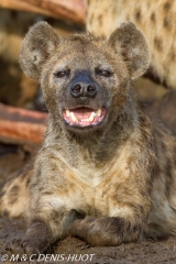 hyène tachetée / spotted hyena