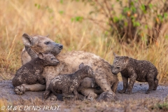 hyène tachetée / spotted hyena