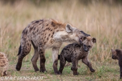 hyène tachetée / spotted hyena