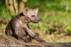 hyène tachetée / spotted hyena