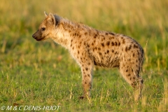 hyène tachetée / spotted hyena