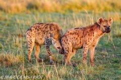 hyène tachetée / spotted hyena