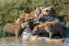 hyène tachetée / spotted hyena