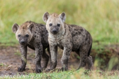 hyène tachetée / spotted hyena