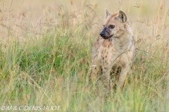 hyène tachetée / spotted hyena