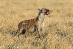 hyène tachetée / spotted hyena