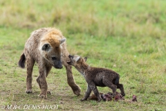 hyène tachetée / spotted hyena