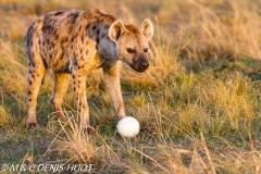 hyène tachetée / spotted hyena