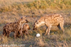 hyène tachetée / spotted hyena