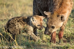 hyène tachetée / spotted hyena