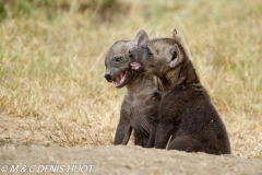 hyène tachetée / spotted hyena