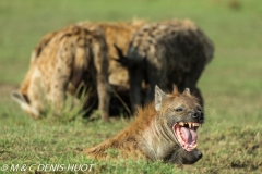 hyène tachetée / spotted hyena