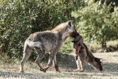 hyène tachetée / spotted hyena