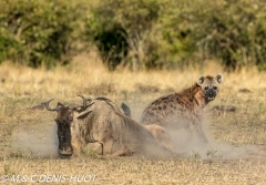 hyène tachetée / spotted hyena