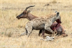 hyène tachetée / spotted hyena