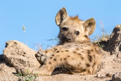 hyène tachetée / spotted hyena