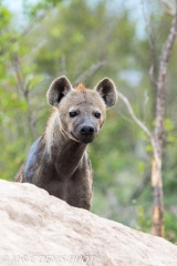 hyène tachetée / spotted hyena