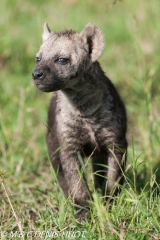 hyène tachetée / spotted hyena