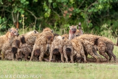 hyène tachetée / spotted hyena