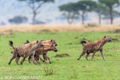 hyène tachetée / spotted hyena