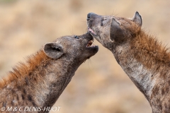 hyène tachetée / spotted hyena