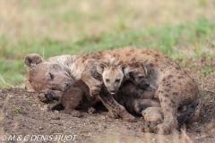 hyène tachetée / spotted hyena