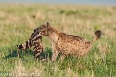 hyène tachetée / spotted hyena