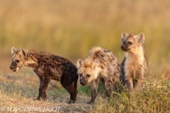 hyène tachetée / spotted hyena