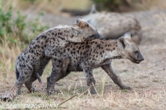 hyène tachetée / spotted hyena