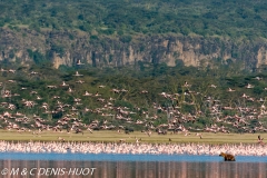 hyène tachetée / spotted hyena
