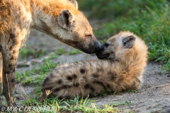 hyène tachetée / spotted hyena