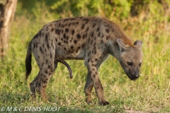 hyène tachetée / spotted hyena