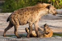 hyène tachetée / spotted hyena